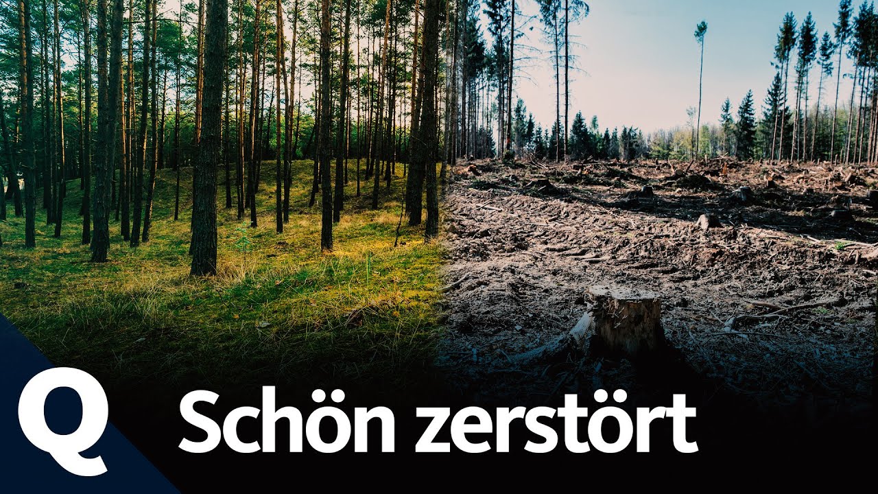 Unser Wald: Warum wir ihn lieben und trotzdem zerstören (Ganze Folge) | Quarks