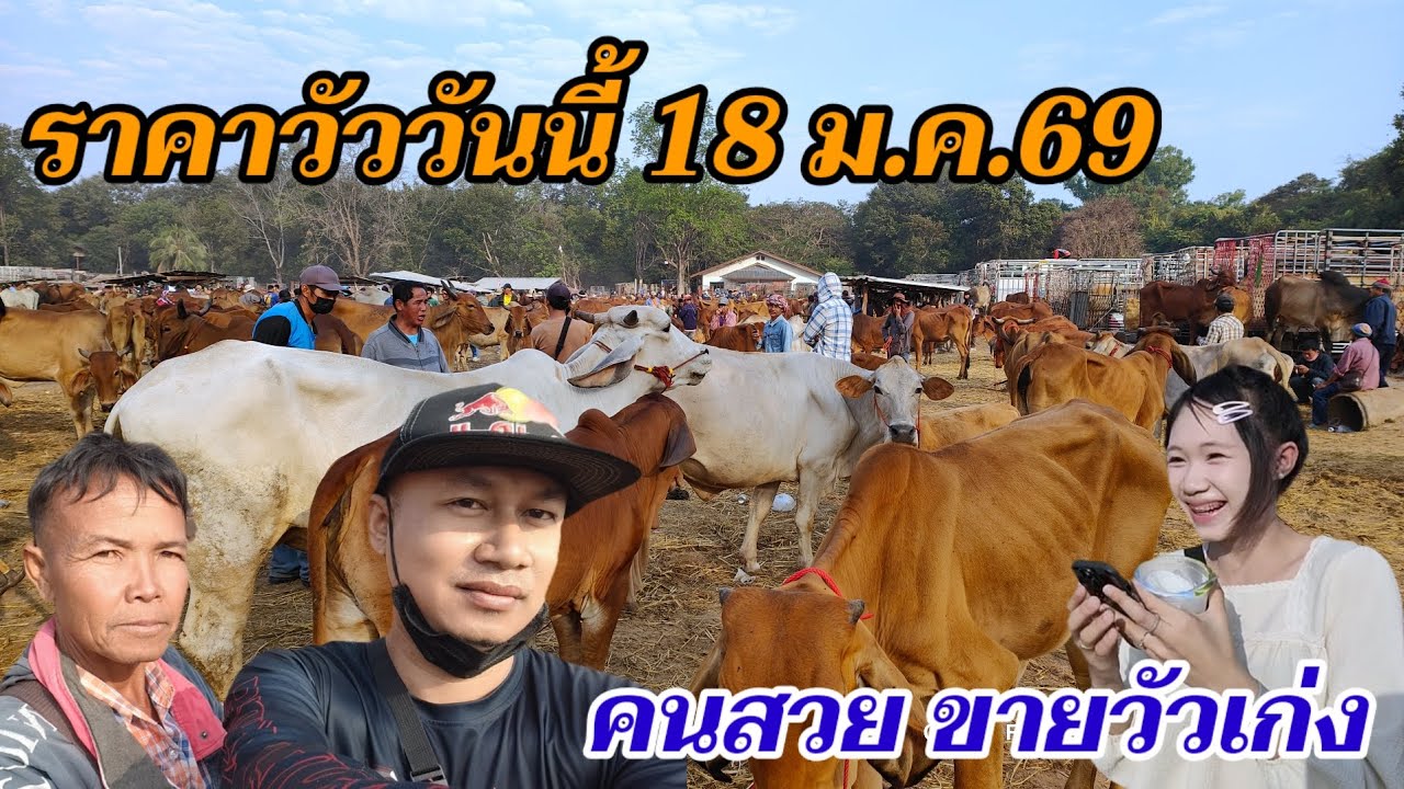 ราคาวัววันนี้ 18 ม.ค.69 คนสวยขายวัว วารินชำราบ อุบลราชธานี วัวเลี้ยง วัวเนื้อ ตามสภาพ