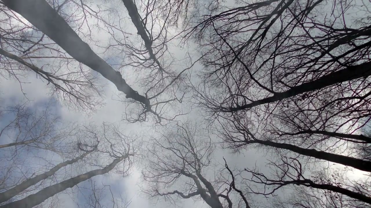 Я однажды жизнь спросила...