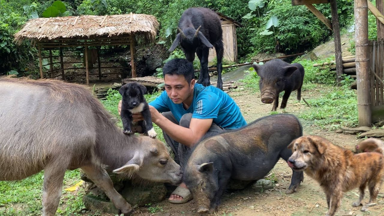 Теленок, коза, свинья и собака сопровождали мужчину в продуктовый магазин, чтобы продать тыквы.