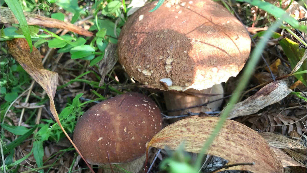 เห็ดผึ้งหลายจ้า 26/8/2019 ตอนที่2 #เก็บเห็ดในสวีเดน