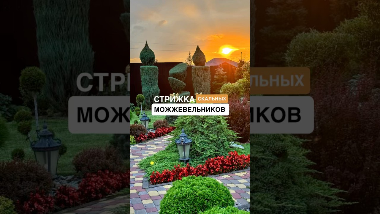 МОЩНЫЕ СКАЛЬНЫЕ #МОЖЖЕВЕЛЬНИКИ Сорт Blue Arrow #сад #стрижкаможжевельника #доипосле #garden