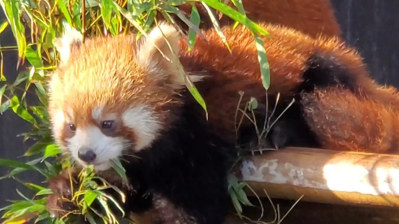 【母親のかのこにベッタリなレッサーパンダの◯◯◯と親離れが進んでいそうな◯◯◯】