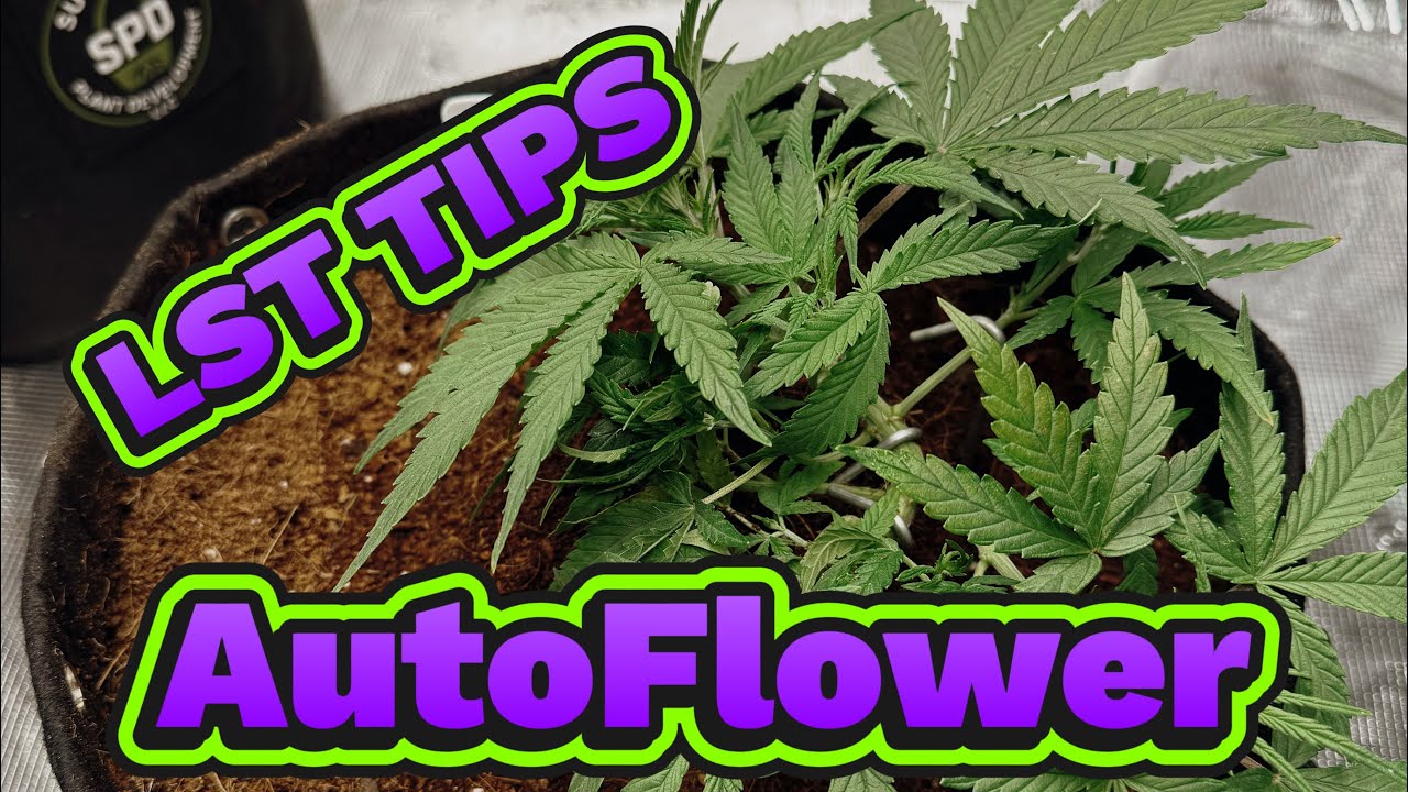 Как снизить стресс при выращивании автоцветов для получения большего урожая #сад #растения #совет...