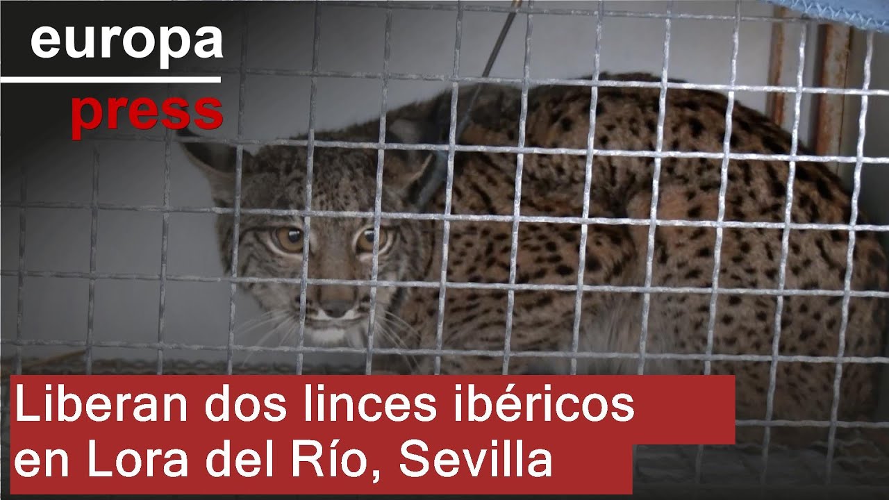 Liberados dos nuevos ejemplares de lince ibérico en Lora del Río (Sevilla)