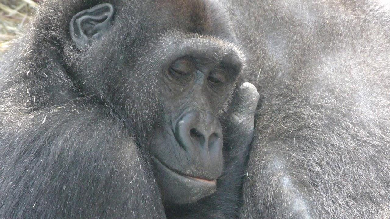 ゴリラ、ゲンタロウとママだけの時間💗[Kyoto City Zoo] Gorilla, Gentaro and Mama ’s time