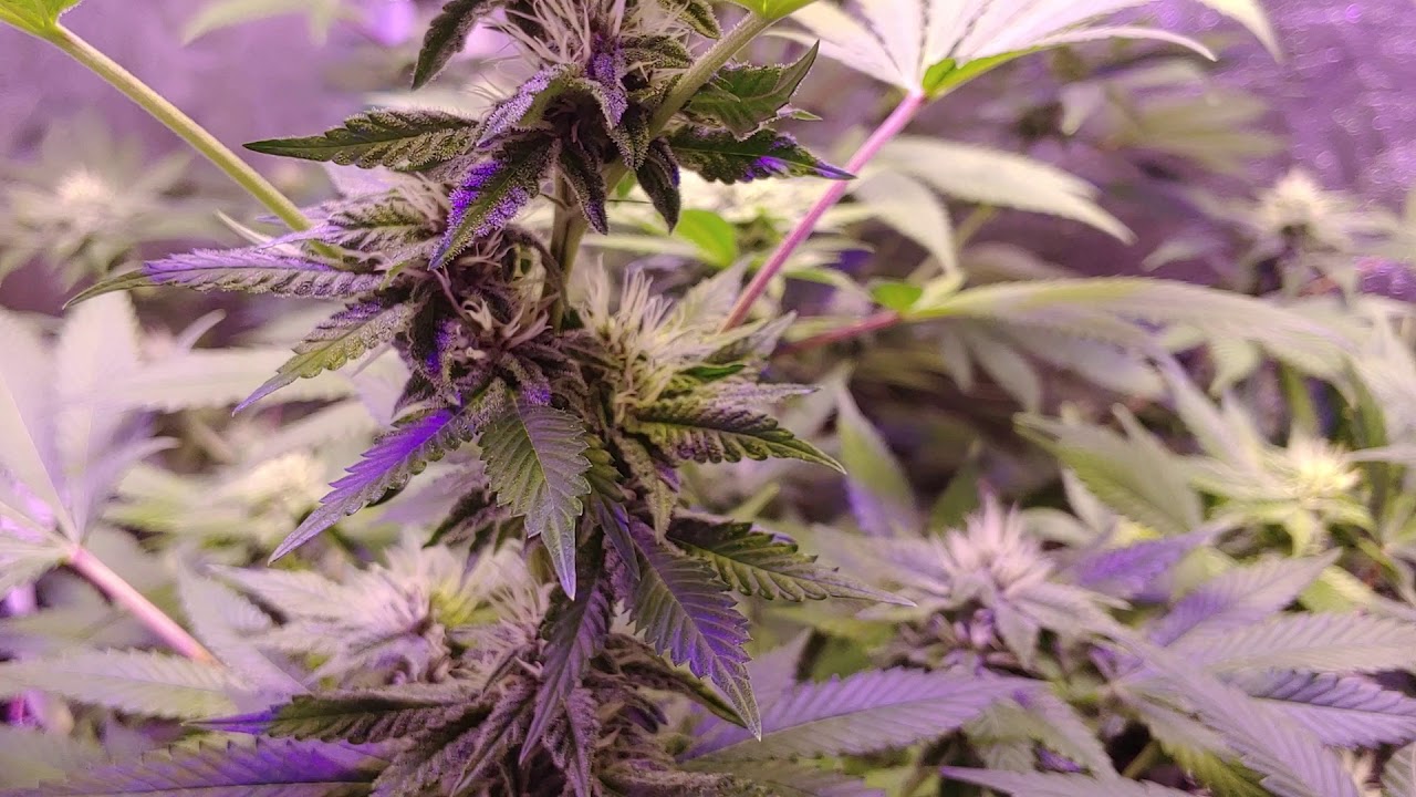 Slauson Kush & Bora!! Day 23 Flower!! #sevenleafgenetics