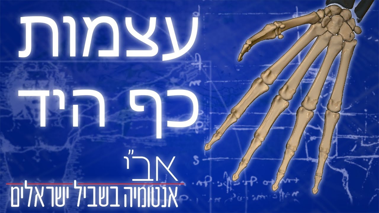 הסבר על אנטומיה של עצמות כף היד