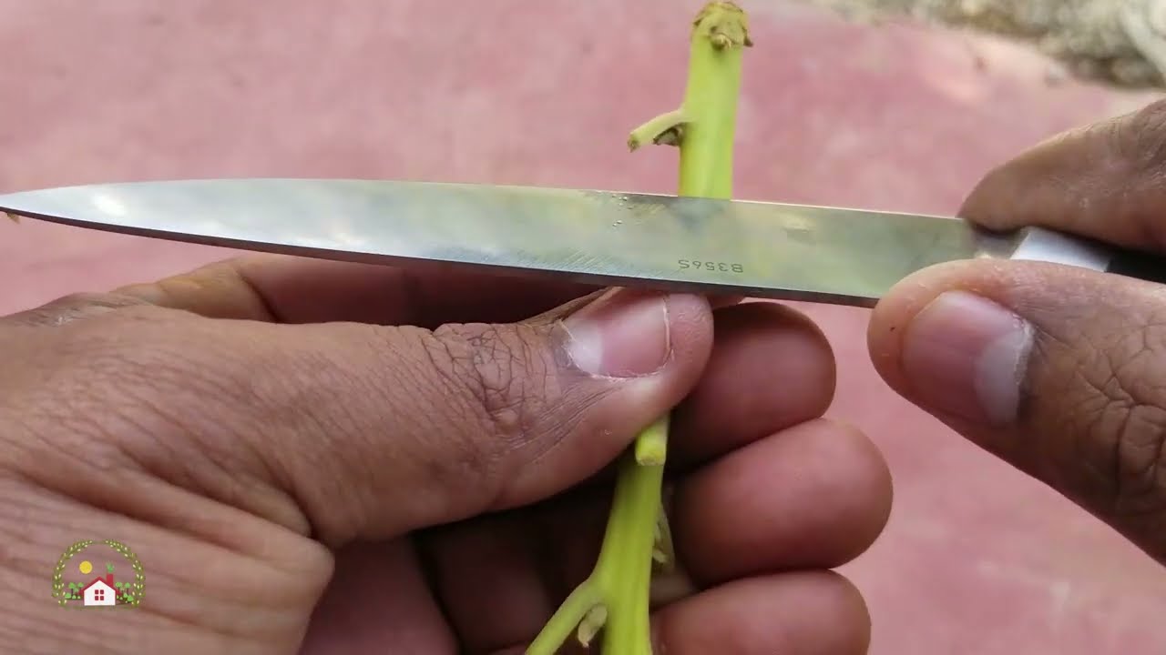 QUIERES TUS AGUACTES CON FRUTO EN POCO TIEMPO? HAZ ESTO. Para maceta y el suelo directo.