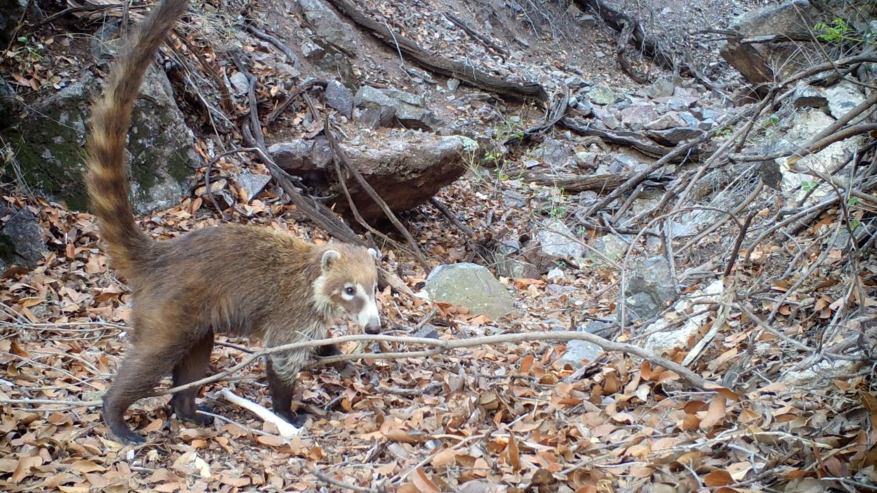 Bears, Cats, Coatis, and Ringtails!