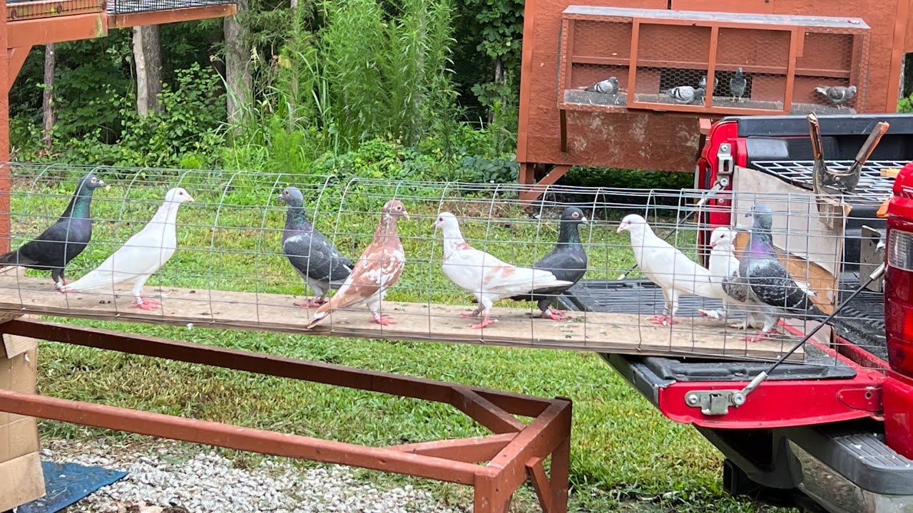 Racing pigeons molting progress