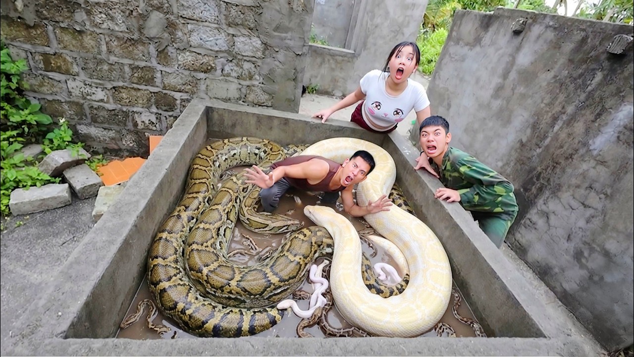 Brave Expert Risks His Life to Catch 100 Giant Snakes Trapped with Bare Hands