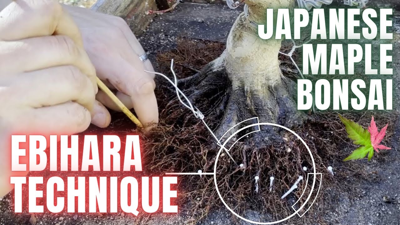 Ebihara Root Technique on Seigen Japanese Maple Bonsai