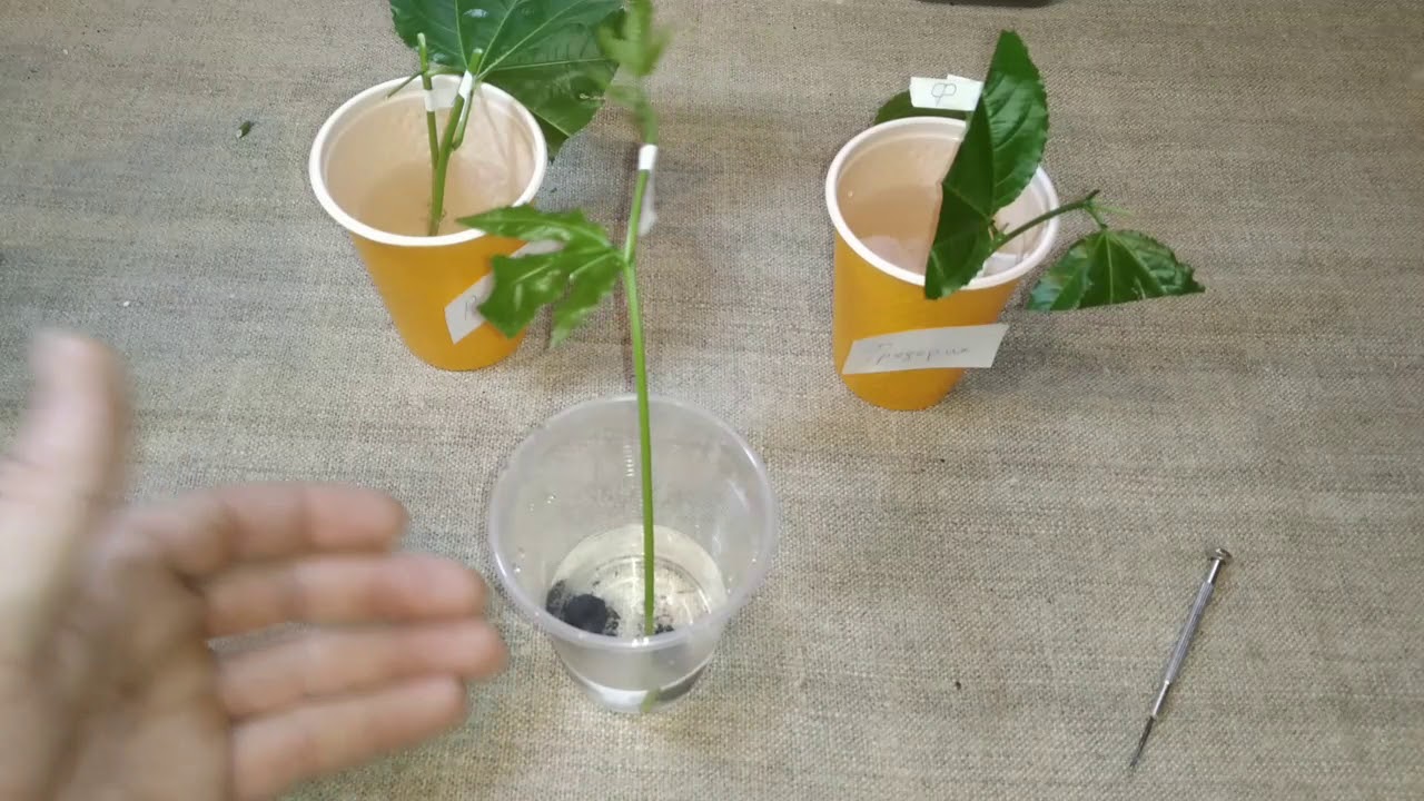 Укоренение пассифлор 4 способами
