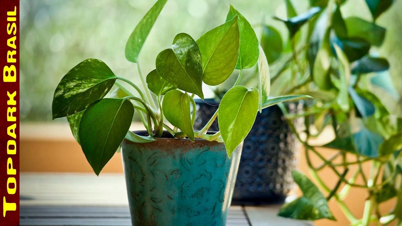 15 Plantas de Janela para Decorar sua Casa