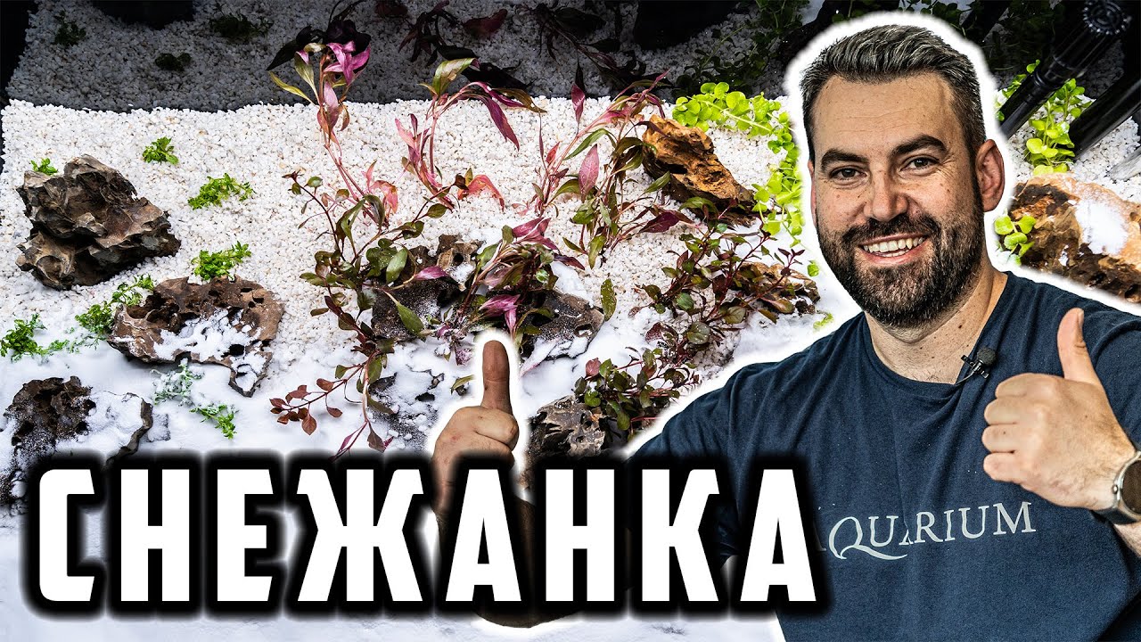 АРАНЖИРАХМЕ СНЕЖНО БЯЛ АКВАРИУМ