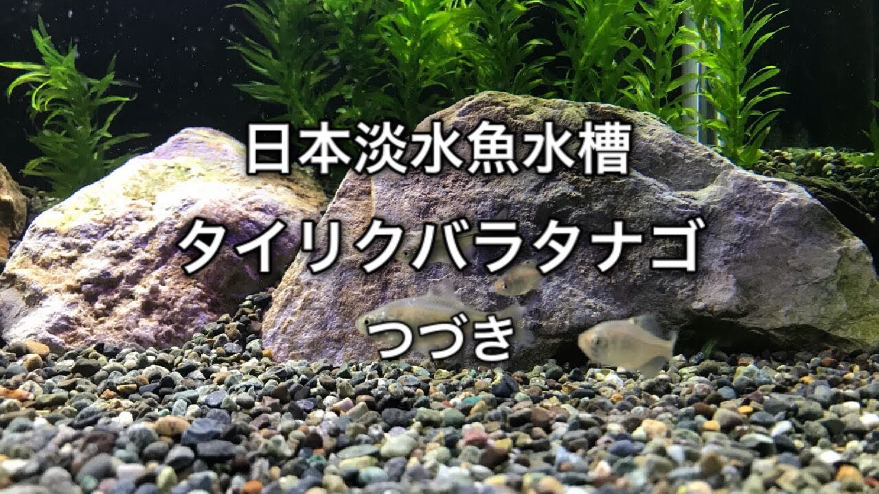 【アクアリウム】タイリクバラタナゴ日淡水槽 2 / Feeding time【ビッグゲームのサブチャンネル】