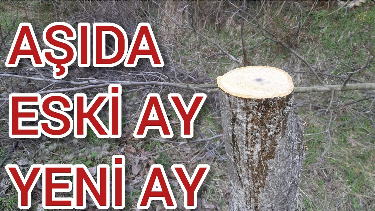 AYIN ESKİSİ VE YENİSİNDE AŞI YAPILIR MI ? TARTIŞMAYA NOKTAYI KOYDUK ..