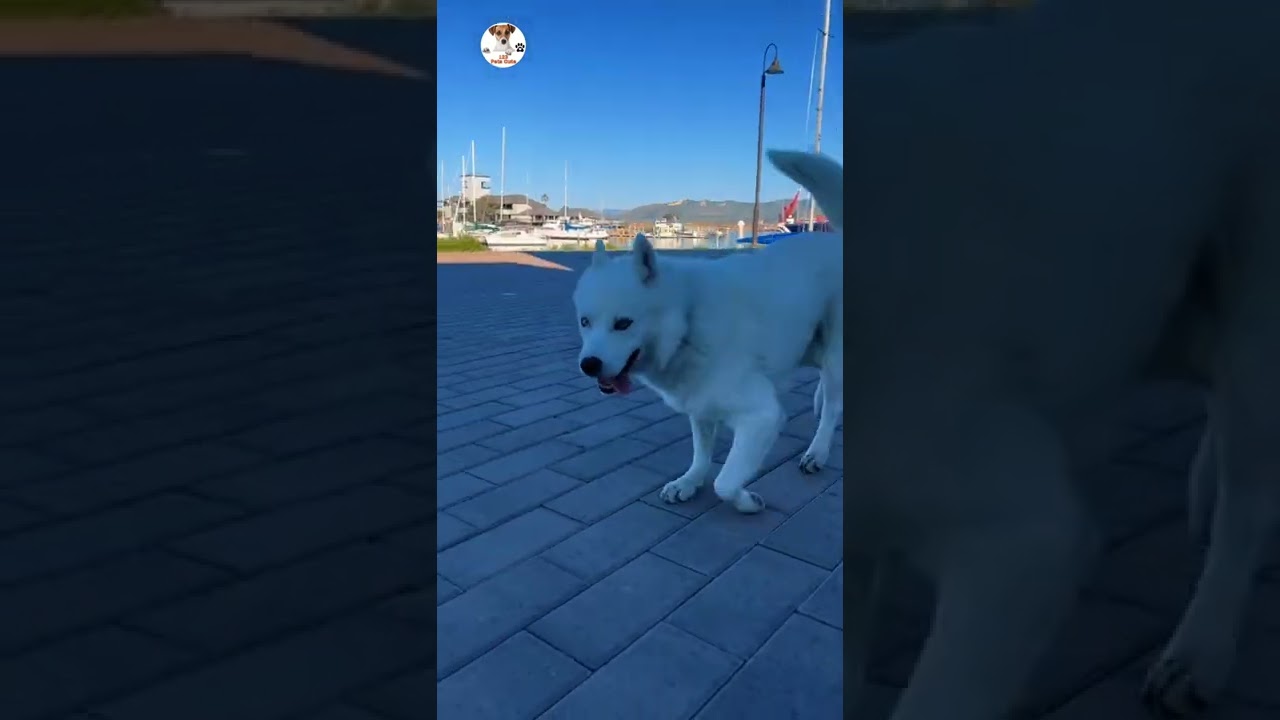 Super Funny Dog Videos Best #26 | #Shorts