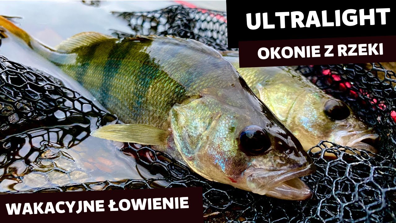 OKONIE Z RZEKI | SPINNING ULTRALIGHT | SPOSÓB NA ZNISZCZONĄ GUMĘ | WAKACJE I RZEKA WARTA 2023