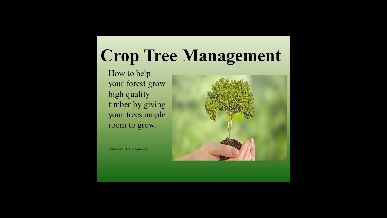 Crop tree release