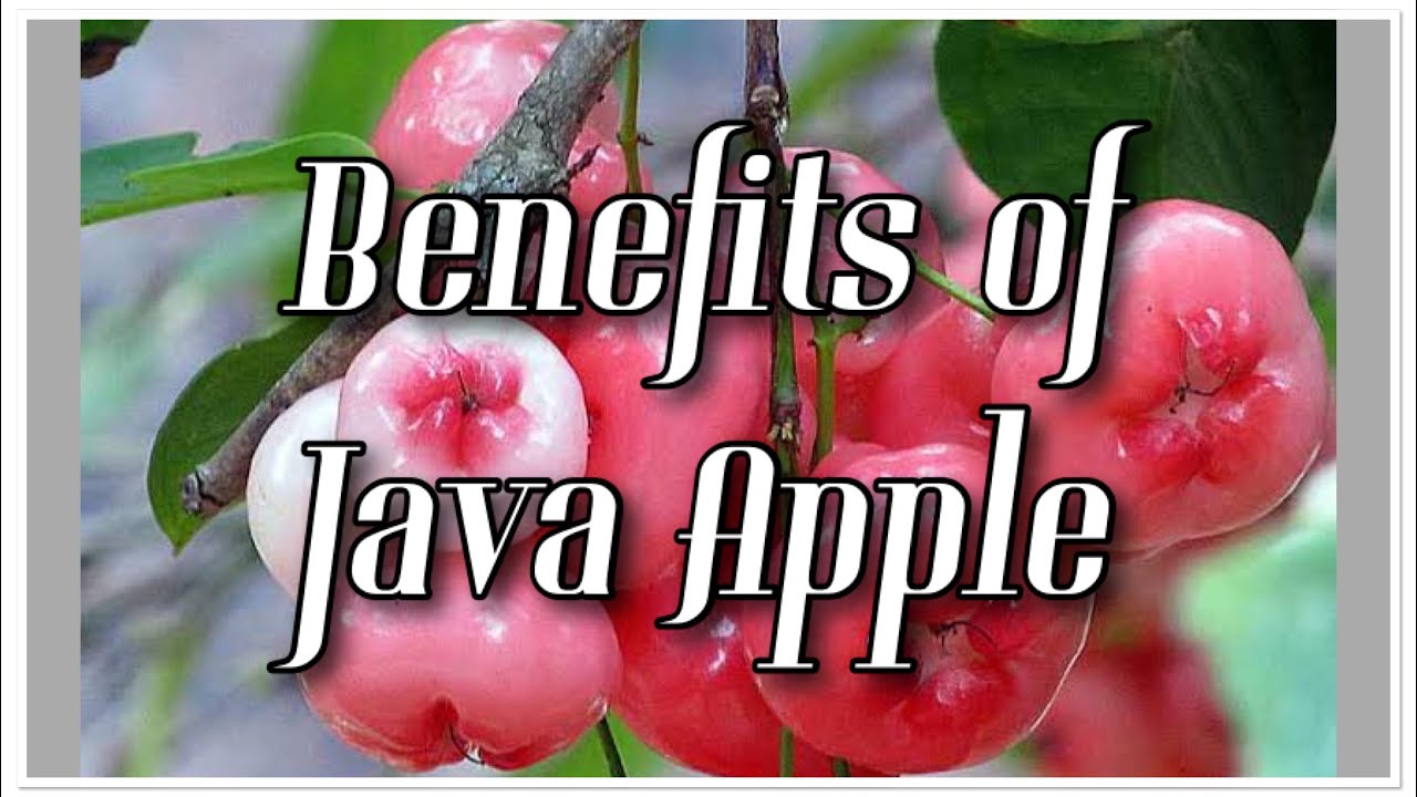 Benefits of Java Apple / watery Rose Apple/ jambu Apple
