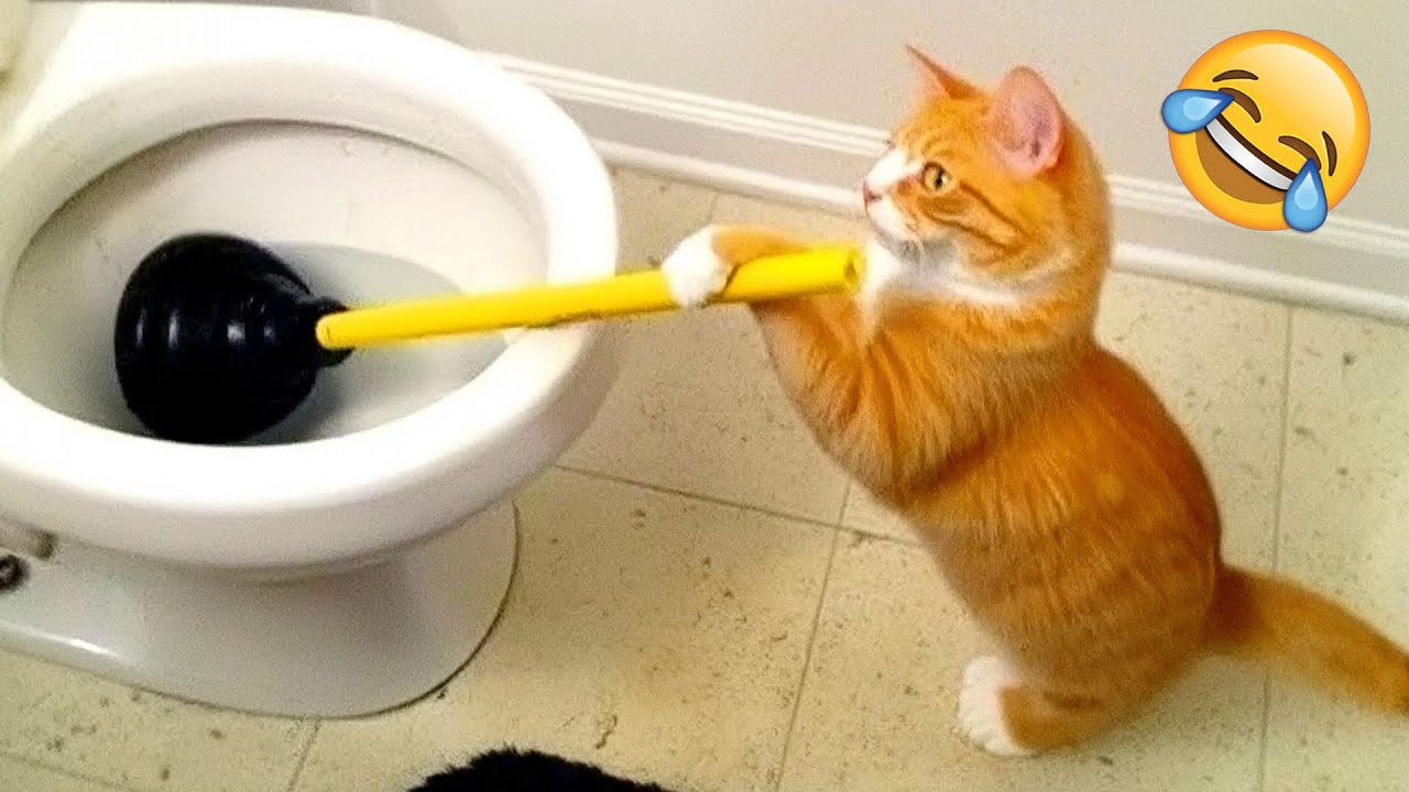 Funny Animals 😄 New Cats and Dogs Being the Funniest Ever 😹🐶