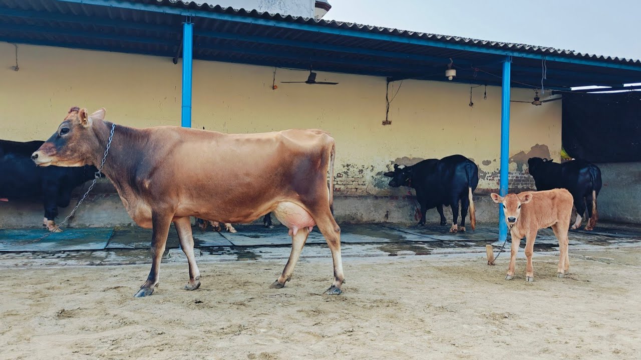 ਸਰਪੰਚ ਬਲਦੇਵ ਸਿੰਘ ਮਿੱਡੂਮਾਨ ਦਾ ਫਾਰਮ, Just for Animal lovers