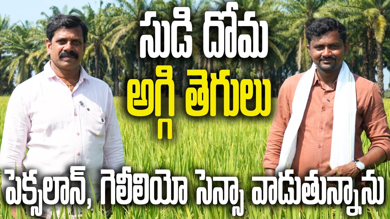 వరిలో సుడి దోమ, అగ్గి తెగులు నివారణ? Corteva Pexalon, Galilio Sensa