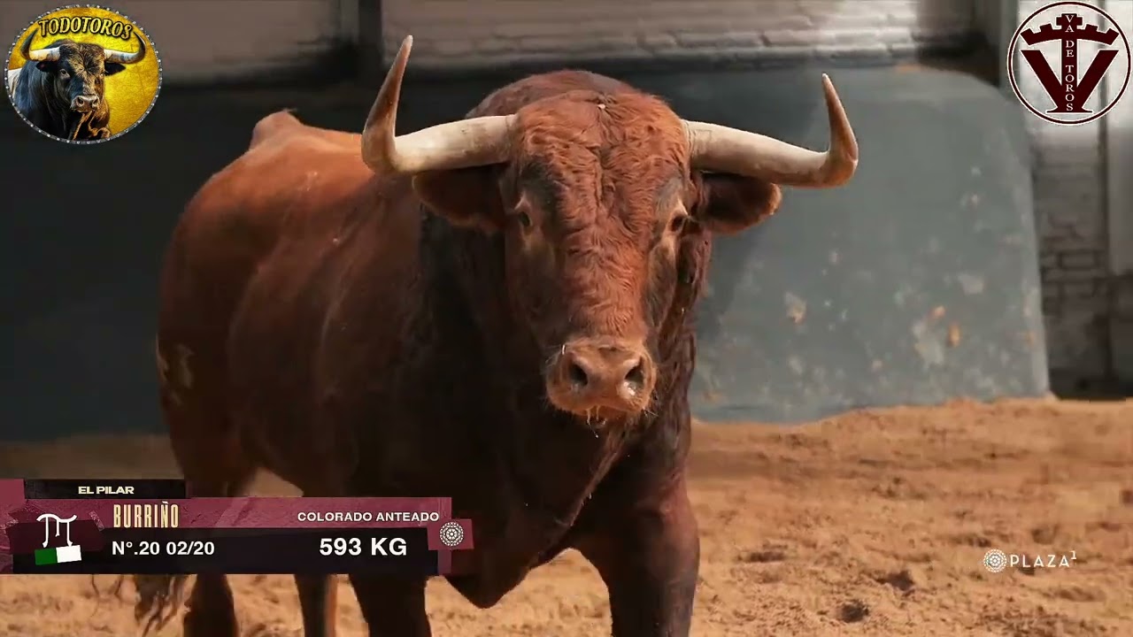 ORDEN DE LIDIA| Toros de El Pilar | 2ª de feria de San Isidro