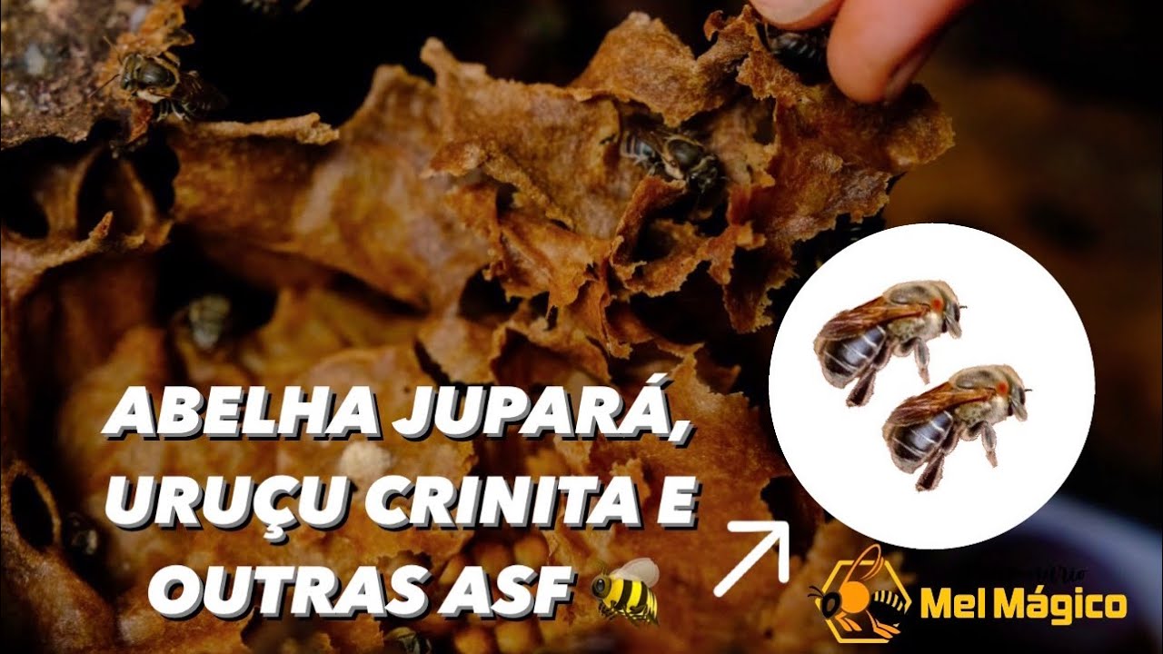 Meliponário de Abelhas da Amazônia, uruçu crinita, mombucão amarela, Boca de renda, Jupará e Benjoim