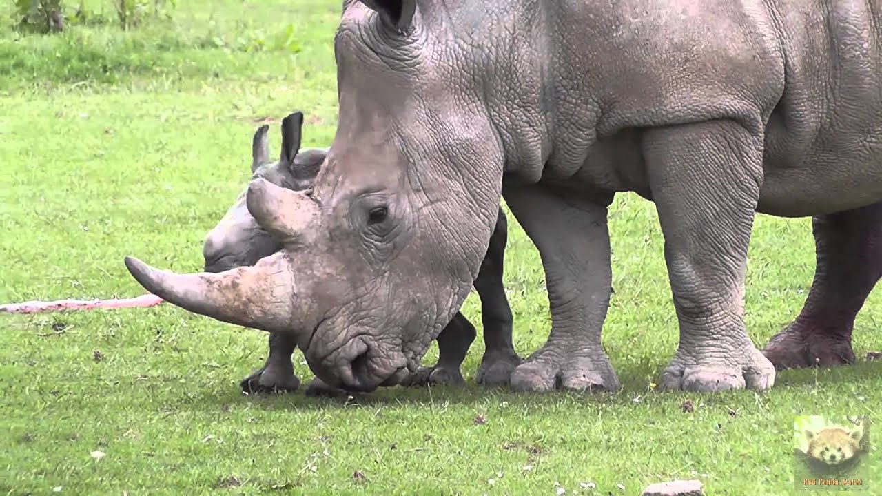 Baby Rhinoceros 