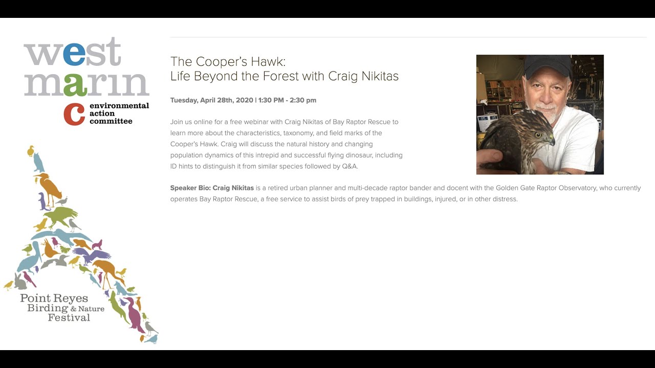 The Cooper&rsquo;s Hawk: Life Beyond the Forest with Craig Nikitas