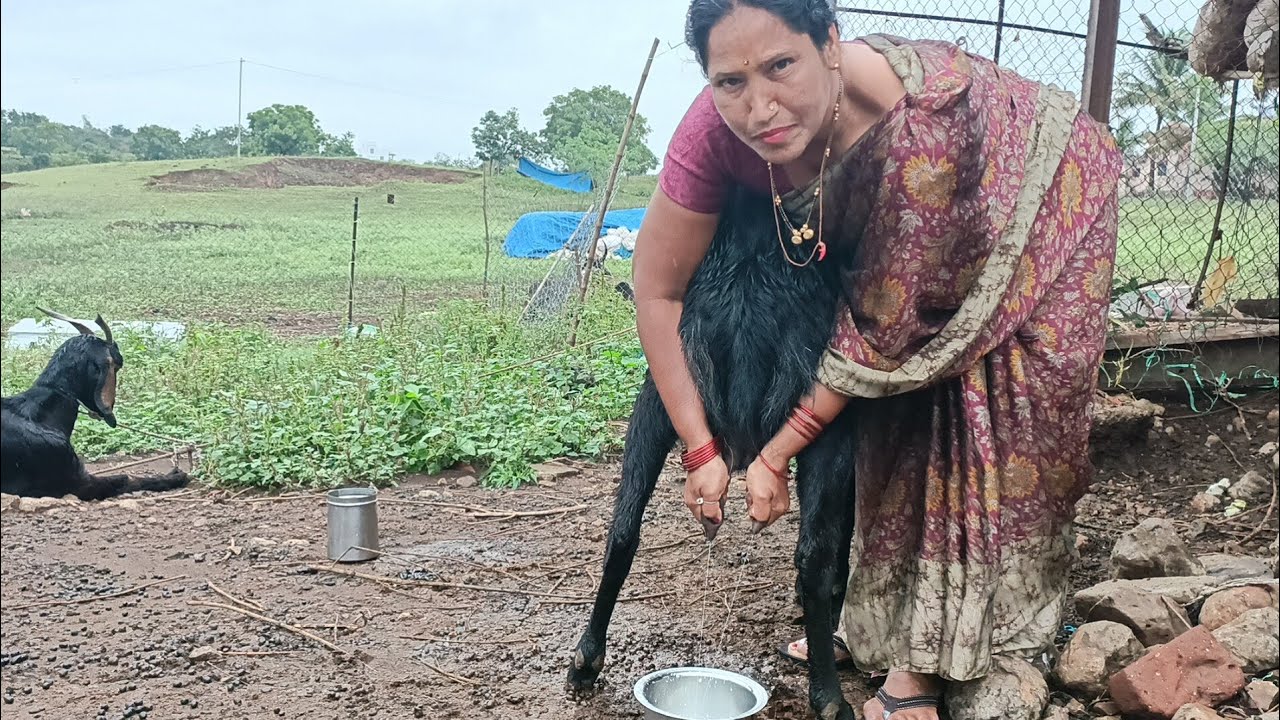 😱 ए क्या हुआ बकरी को? New style goat milking by beautiful hands @RGJ24