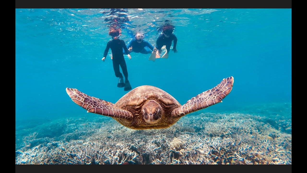 Heron Island Snorkelling Trip 2024