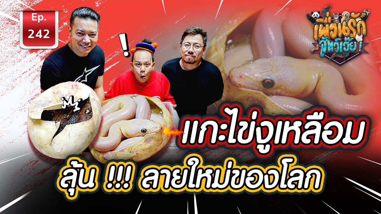Exotic Snake Reticulated Python แกะไข่งูเหลือม ลุ้นลายใหม่ของโลก  I เพื่อนรักสัตว์เอ๊ย Ep.242