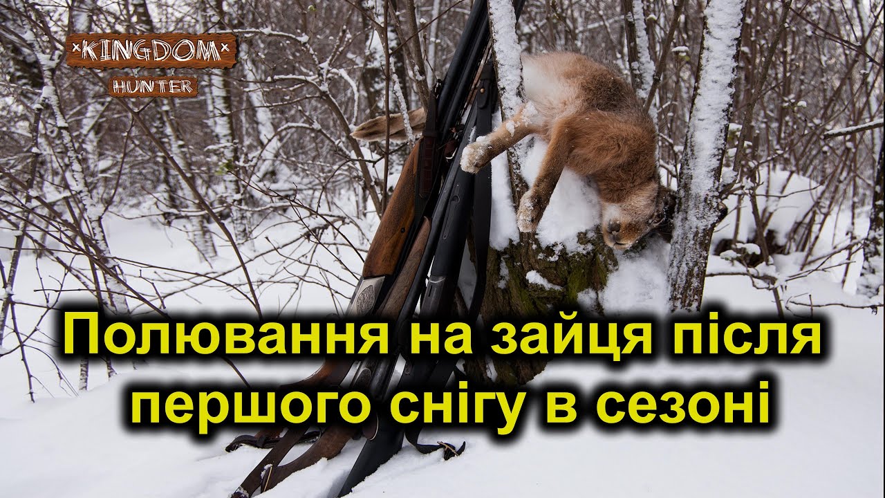 Полювання на зайця після першого снігу в сезоні
