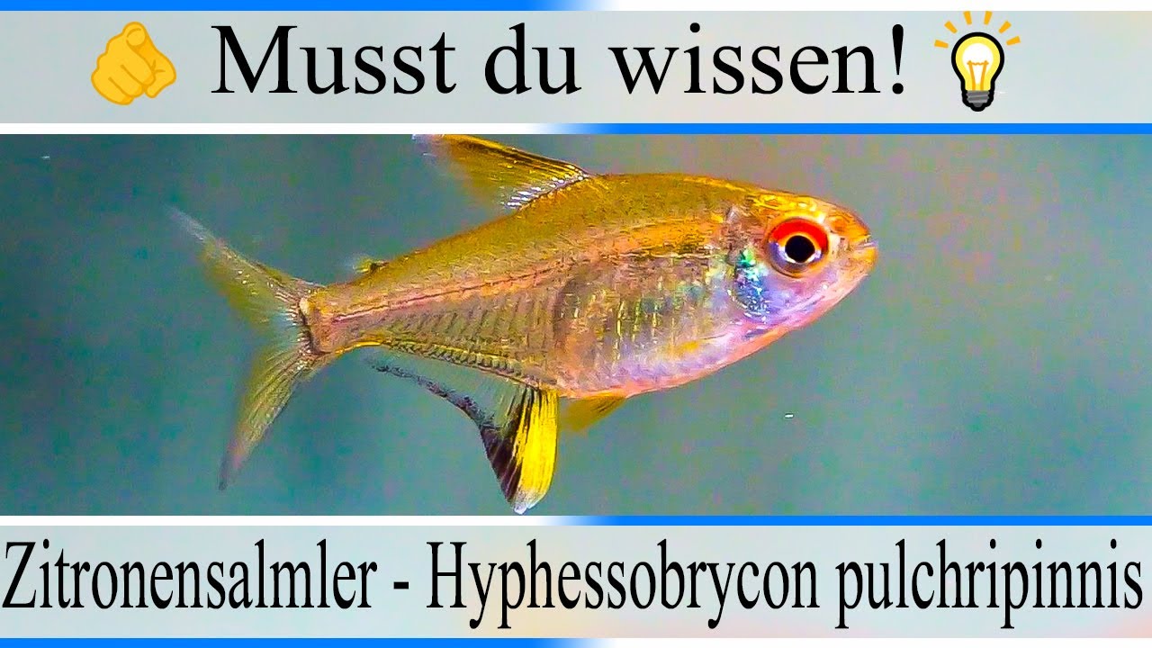 Haltungsbedingungen und Infos zu Zitronensalmler - Hyphessobrycon pulchripinnis| #Aquarium