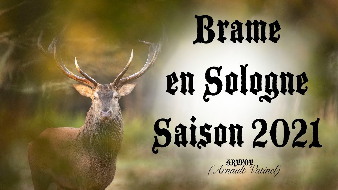 Brame en Sologne 2021  (Slab in Sologne 2021)