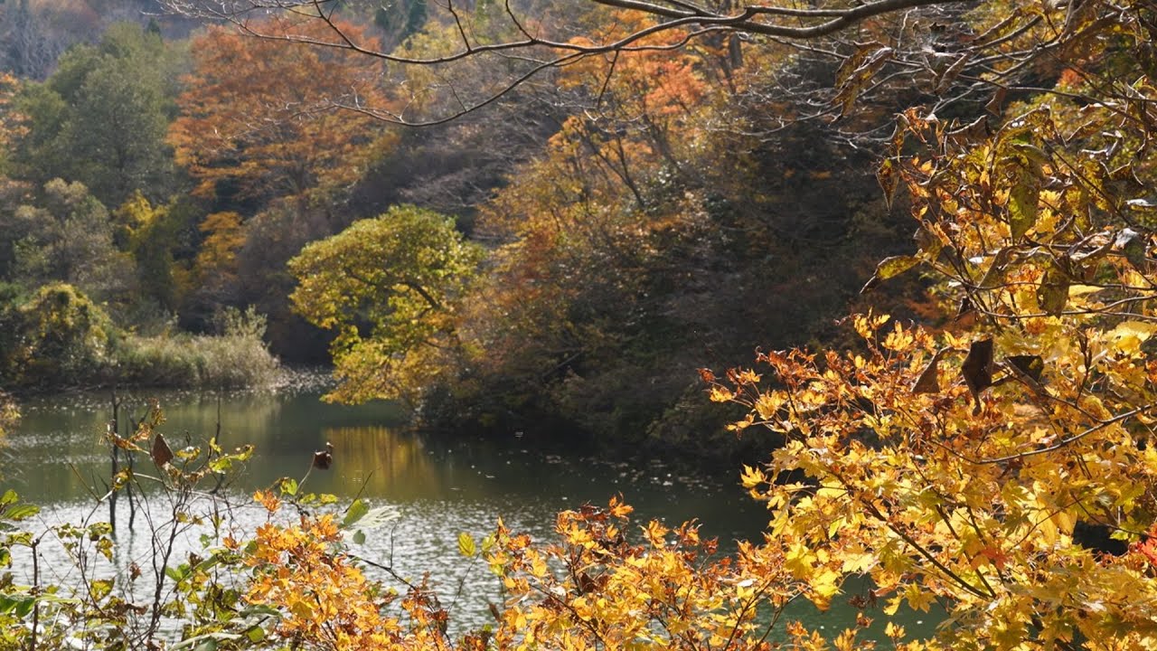 後谷ダム周辺の紅葉（新潟県上越市）