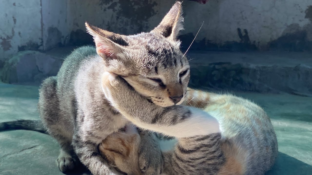 These kittens are so cute and funny when they play with each other 🤪 Adorable cute cat video