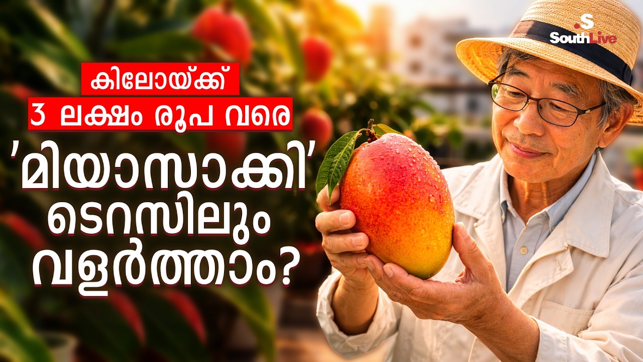 SOUTHLIVE | NEWS | Karnataka farmer proves that 'Miyazaki mango' can be grown on terraces | Meghna