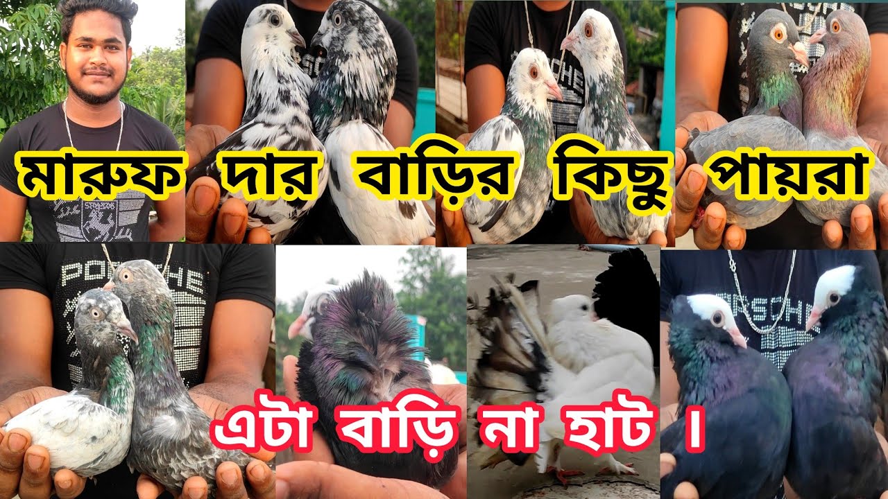 মারুফ দার বাড়ি মাদ্রাস গিরিবাজ ও সৌখিন পায়রা। সব ধরনের কবুতর আছে।@pigeonsloverrj9600