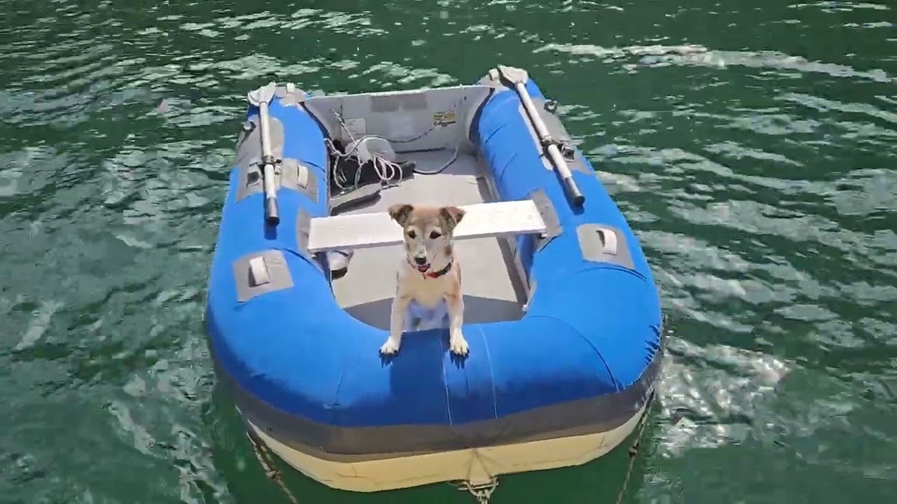 284 - 30th January 2026. Non nautical dog.