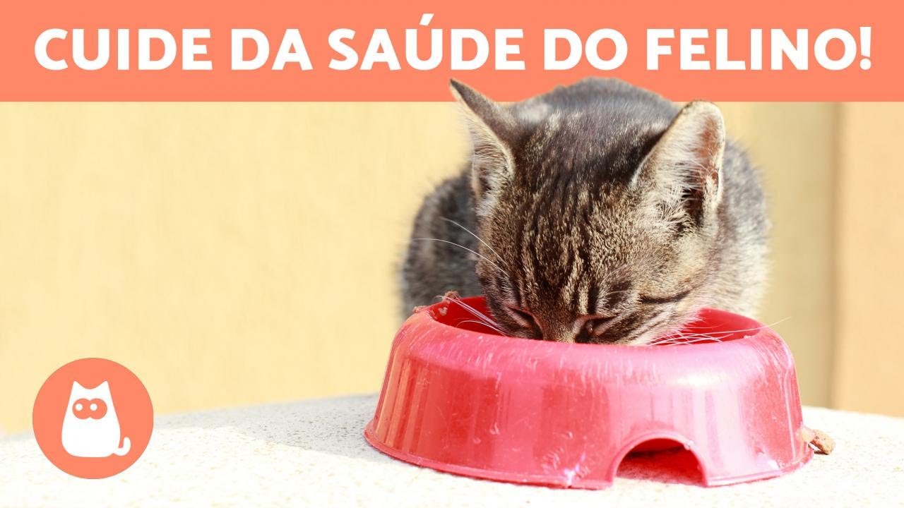 11 AMINOÁCIDOS ESSENCIAIS para um GATO 🐱 Evite Deficiências Nutricionais!