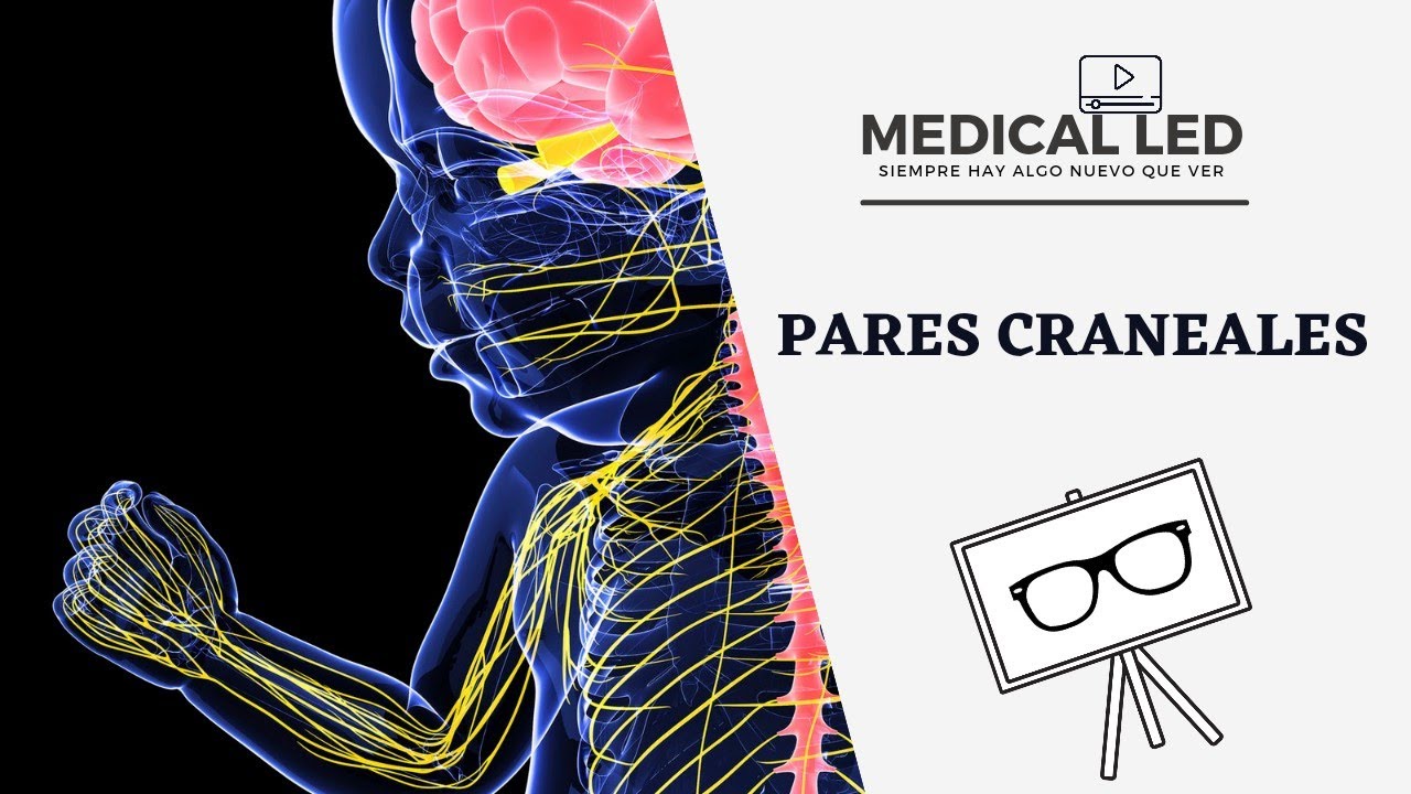 PARES CRANEALES 2: NCVII a XII