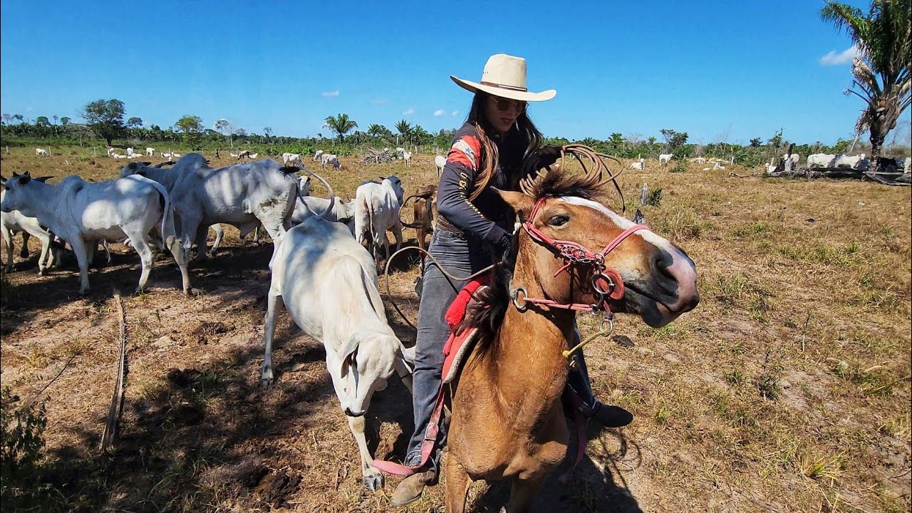 VACA BRAVA PARTIU PARA CIMA DE MIM! Bicha bruta