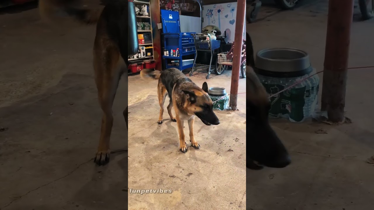 Arguments with a sassy dog❤️❤️❤️