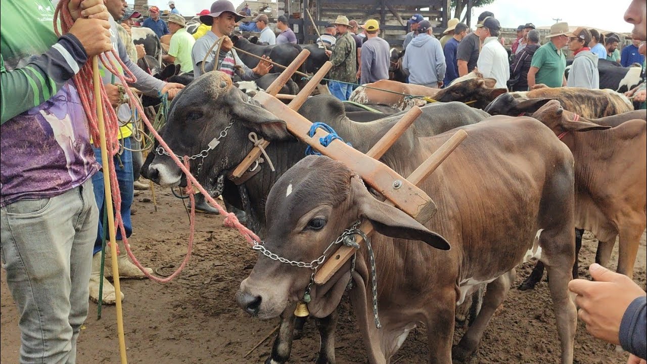 Feira de gado de Capoeiras-PE 20/02/26