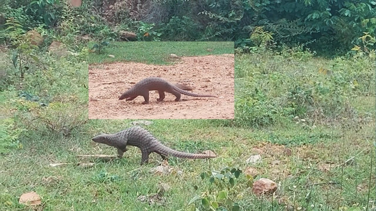 PANGOLIN